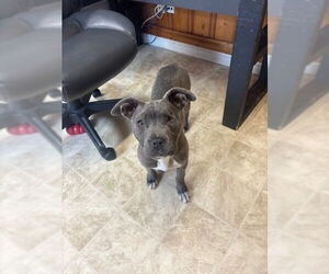 Medium Photo #2 Mutt Puppy For Sale in Raleigh, NC, USA