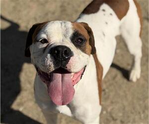 American Bulldog Dogs for adoption in Bakersfield, CA, USA