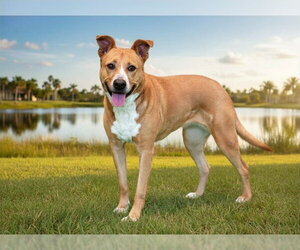 Carolina Dog-Unknown Mix Dogs for adoption in Tavares, FL, USA