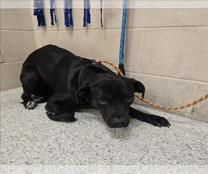 Labrador Retriever-Unknown Mix Dogs for adoption in Conroe, TX, USA