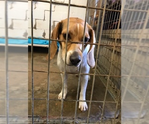 Beagle Dogs for adoption in Hernando, MS, USA