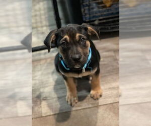 Mutt Dogs for adoption in Duluth, MN, USA