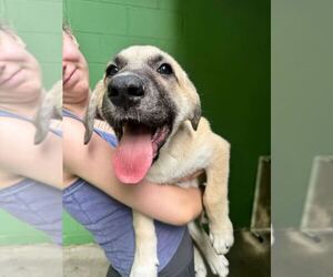 Great Pyrenees-Unknown Mix Dogs for adoption in Elmsford, NY, USA