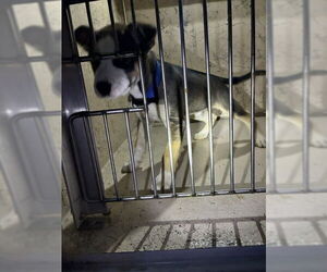 Siberian Husky-Unknown Mix Dogs for adoption in Louisville, KY, USA