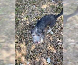 Chihuahua-Unknown Mix Dogs for adoption in San Antonio, TX, USA