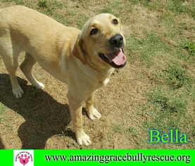 Labrador Retriever Dogs for adoption in Pensacola, FL, USA