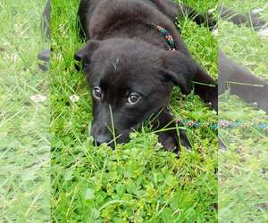 Borador Dogs for adoption in Wilmington, DE, USA