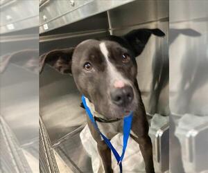 American Pit Bull Terrier-Unknown Mix Dogs for adoption in Long Beach, CA, USA