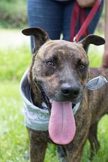 Labrador Retriever-Staffordshire Bull Terrier Mix Dogs for adoption in Weston, FL, USA