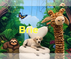 Mutt Dogs for adoption in Marine City, MI, USA