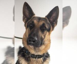 German Shepherd Dog Dogs for adoption in Minneapolis, MN, USA