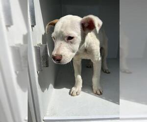 Labrador Retriever-Unknown Mix Dogs for adoption in Houston, TX, USA
