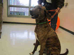 Plott Hound Dogs for adoption in Waterford, VA, USA