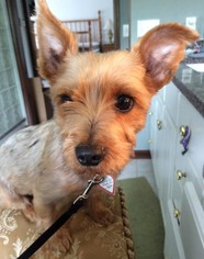 Silky Terrier Dogs for adoption in Buffalo, NY, USA