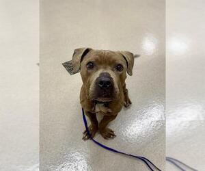 American Pit Bull Terrier Dogs for adoption in Baytown, TX, USA
