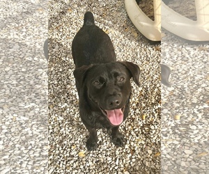 Sheprador Dogs for adoption in Sparta, TN, USA