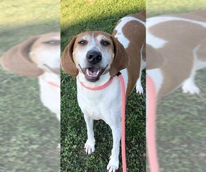 Treeing Walker Coonhound Dogs for adoption in Sacramento, CA, USA