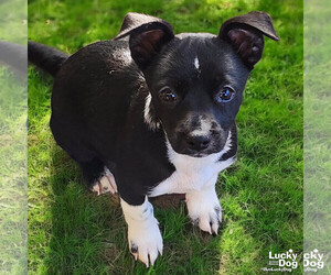 Border Collie-Chihuahua Mix Dogs for adoption in Washington, DC, USA