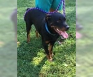 Rottweiler Dogs for adoption in Mechanicsburg, PA, USA