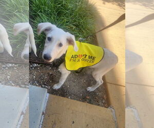 Labrador Retriever-Unknown Mix Dogs for adoption in Dallas, TX, USA