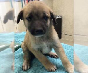 Great Pyrenees-Unknown Mix Dogs for adoption in Riverside, CA, USA