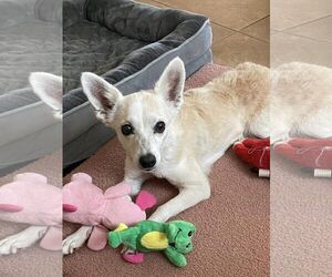 Chihuahua-Unknown Mix Dogs for adoption in Queen Creek, AZ, USA