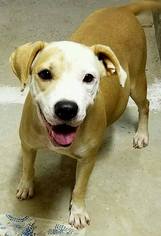 Medium Photo #1 American Bulldog-Unknown Mix Puppy For Sale in Tuskegee, AL, USA