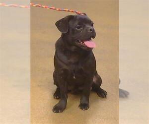 Pug Dogs for adoption in Sacramento, CA, USA
