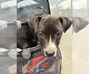 Labrador Retriever-Unknown Mix Dogs for adoption in San Martin, CA, USA