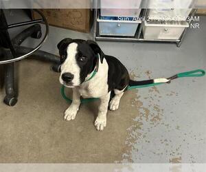 Great Pyredane Dogs for adoption in Ocala, FL, USA