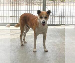 Basenji-Unknown Mix Dogs for adoption in Camarillo, CA, USA