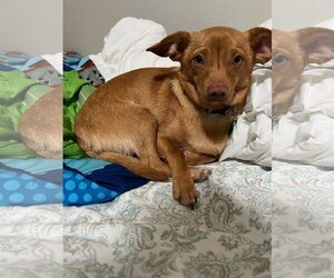 Chiweenie Dogs for adoption in Davis, CA, USA