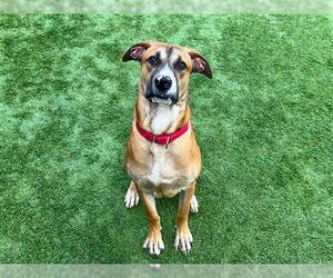 Labrador Retriever-Unknown Mix Dogs for adoption in Orange, CA, USA