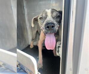 American Staffordshire Terrier-Unknown Mix Dogs for adoption in San Antonio, TX, USA