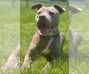 American Pit Bull Terrier-Unknown Mix Dogs for adoption in St. Ann, MO, USA