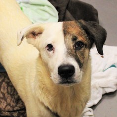 Pembroke Welsh Corgi-Unknown Mix Dogs for adoption in Atlanta, GA, USA