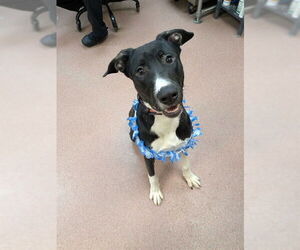 American Bulldog-Unknown Mix Dogs for adoption in Ogden, UT, USA