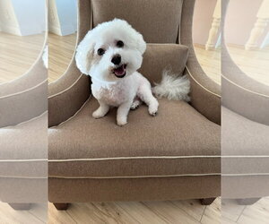 Medium Photo #1 Bichon Frise Puppy For Sale in Sanford, FL, USA