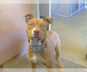 American Pit Bull Terrier Dogs for adoption in Sacramento, CA, USA