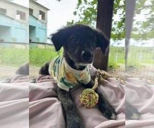 Labrador Retriever-Unknown Mix Dogs for adoption in NYC, NY, USA