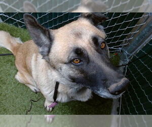 German Shepherd Dog Dogs for adoption in Downey, CA, USA