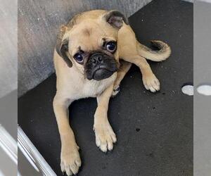 Pug-Unknown Mix Dogs for adoption in San Antonio, TX, USA