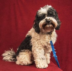 Shih Tzu Dogs for adoption in Davis, CA, USA