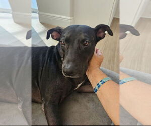 American Pit Bull Terrier-Unknown Mix Dogs for adoption in Sanford, FL, USA