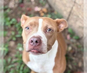 Mutt Dogs for adoption in Tulsa, OK, USA