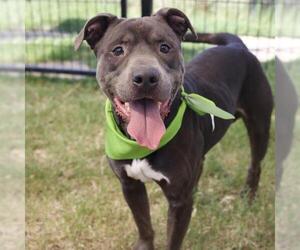American Staffordshire Terrier-Unknown Mix Dogs for adoption in San Antonio, TX, USA