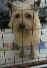 Cairn Terrier Dogs for adoption in Mukwonago, WI, USA