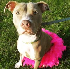 American Staffordshire Terrier-Unknown Mix Dogs for adoption in PALMER, MA, USA