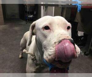 Dogo Argentino Dogs for adoption in Downey, CA, USA