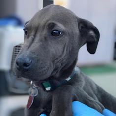 Unknown-Weimaraner Mix Dogs for adoption in San Diego, CA, USA